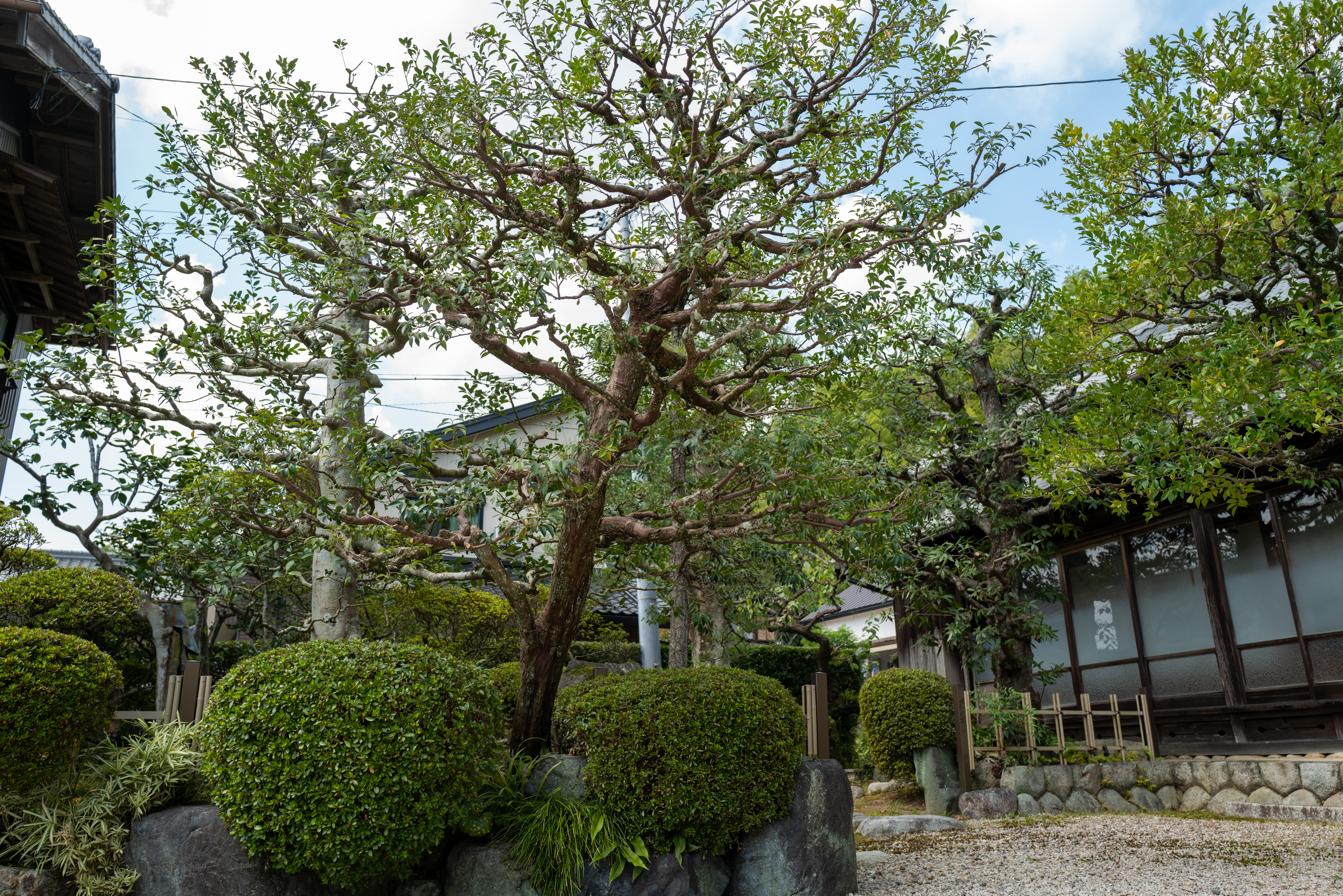 Satsuki azalea pruning in a Japanese garden — Sentei-ya Sora, Mie