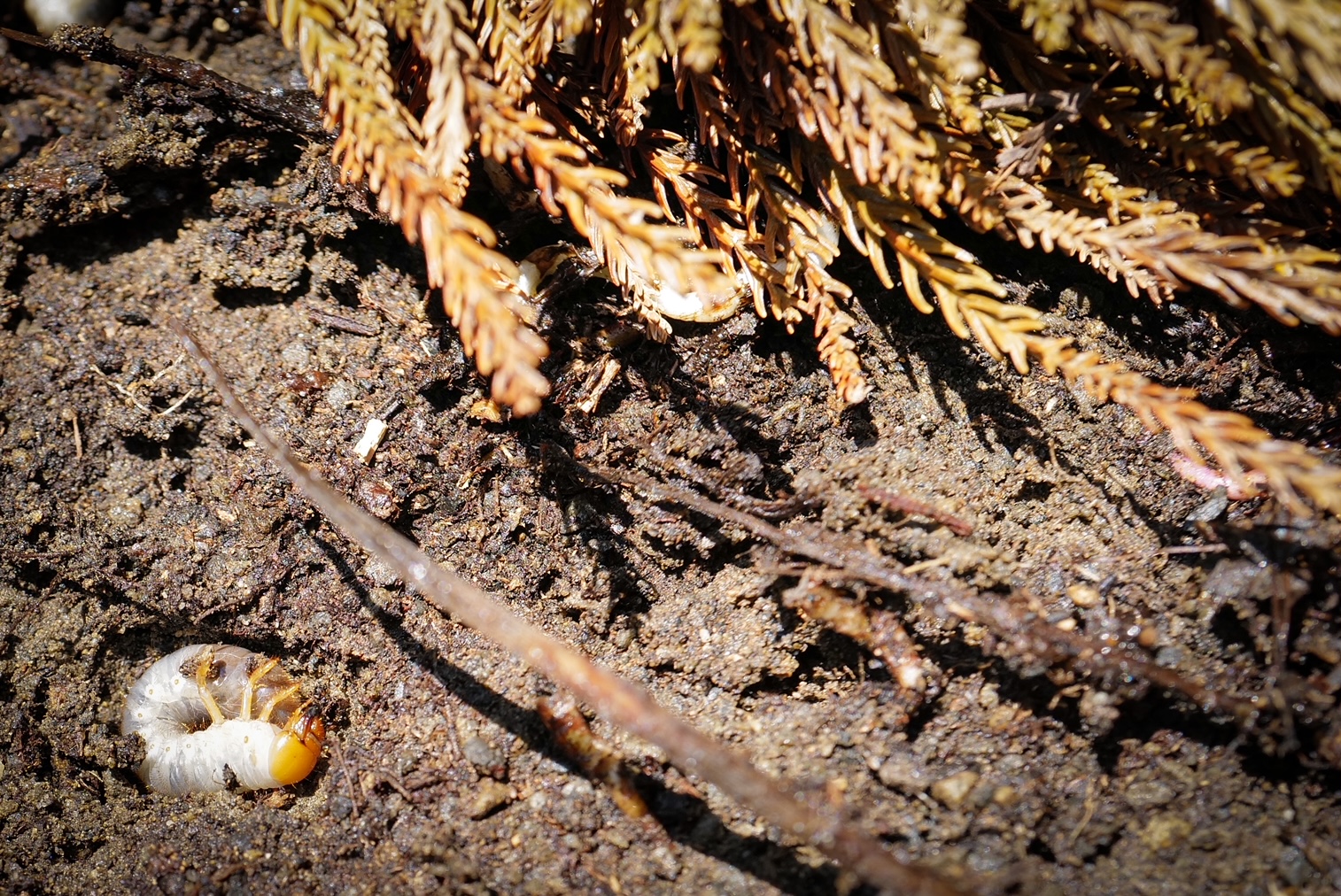 Earthworms and termites as key decomposers in soil and eco-stack systems — Sentei-ya Sora
