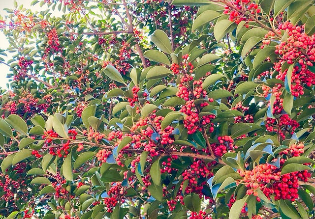 冬を彩る赤い実 金持ちになれる 縁起の良い人気樹木 クロガネモチ 剪定屋空 冬を彩る赤い実 金持ちになれる 縁起の良い人気樹木 クロガネモチ 剪定屋空