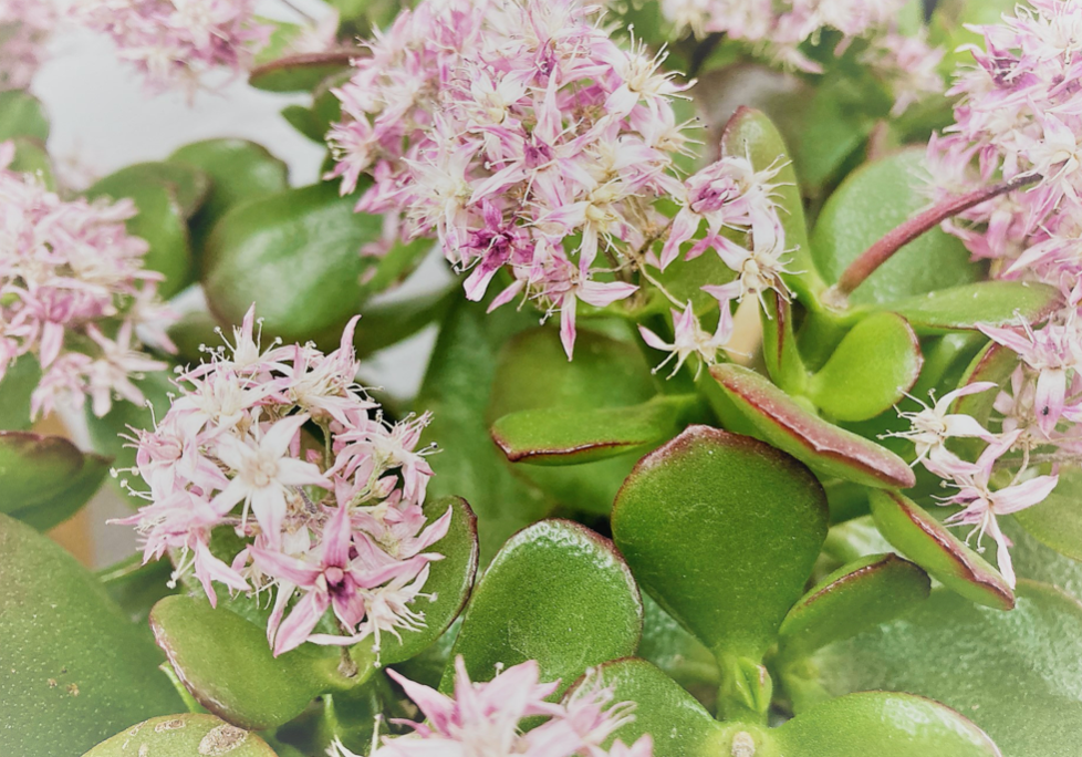 縁起の良い植物の代表格。ピンクの可憐な花「花月」
