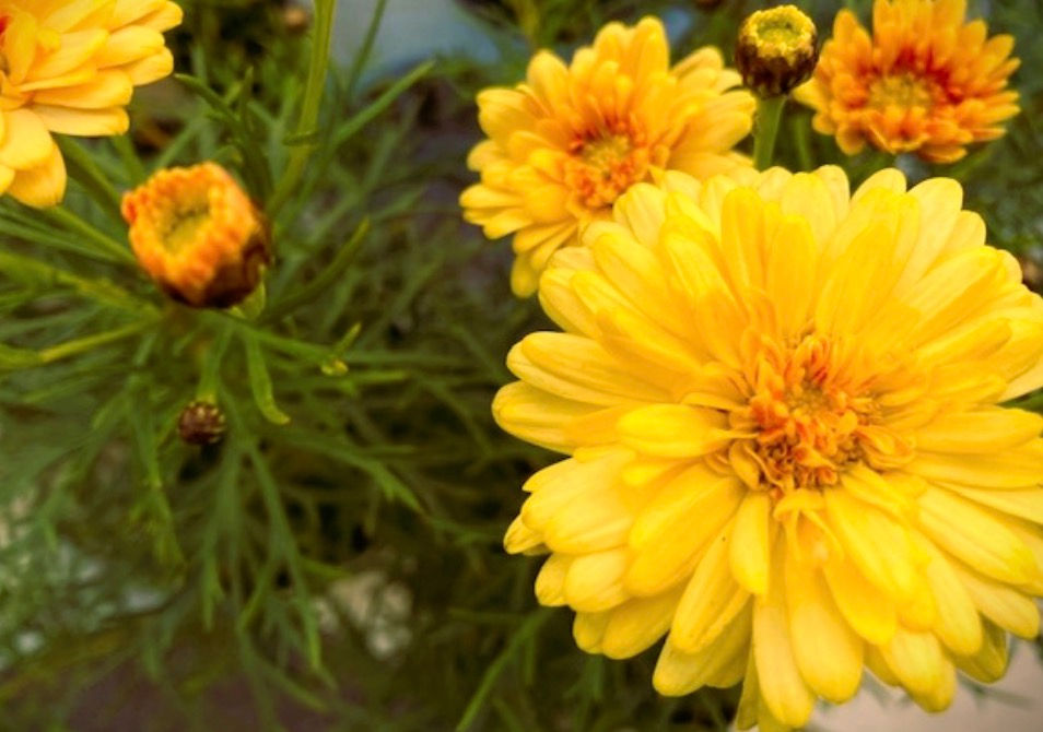 秋植えにもおすすめ かわいいラインナップ ボンザマーガレット 三重県剪定伐採お庭のお手入れ専門店 剪定屋空 秋植えにもおすすめ かわいいラインナップ ボンザマーガレット 三重県剪定伐採お庭のお手入れ専門店 剪定屋空