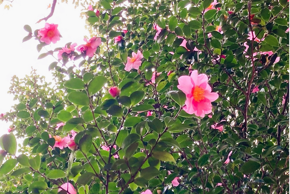 防災樹・耐火樹。あなたの庭木が危険を緩和してくれるかも サザンカ