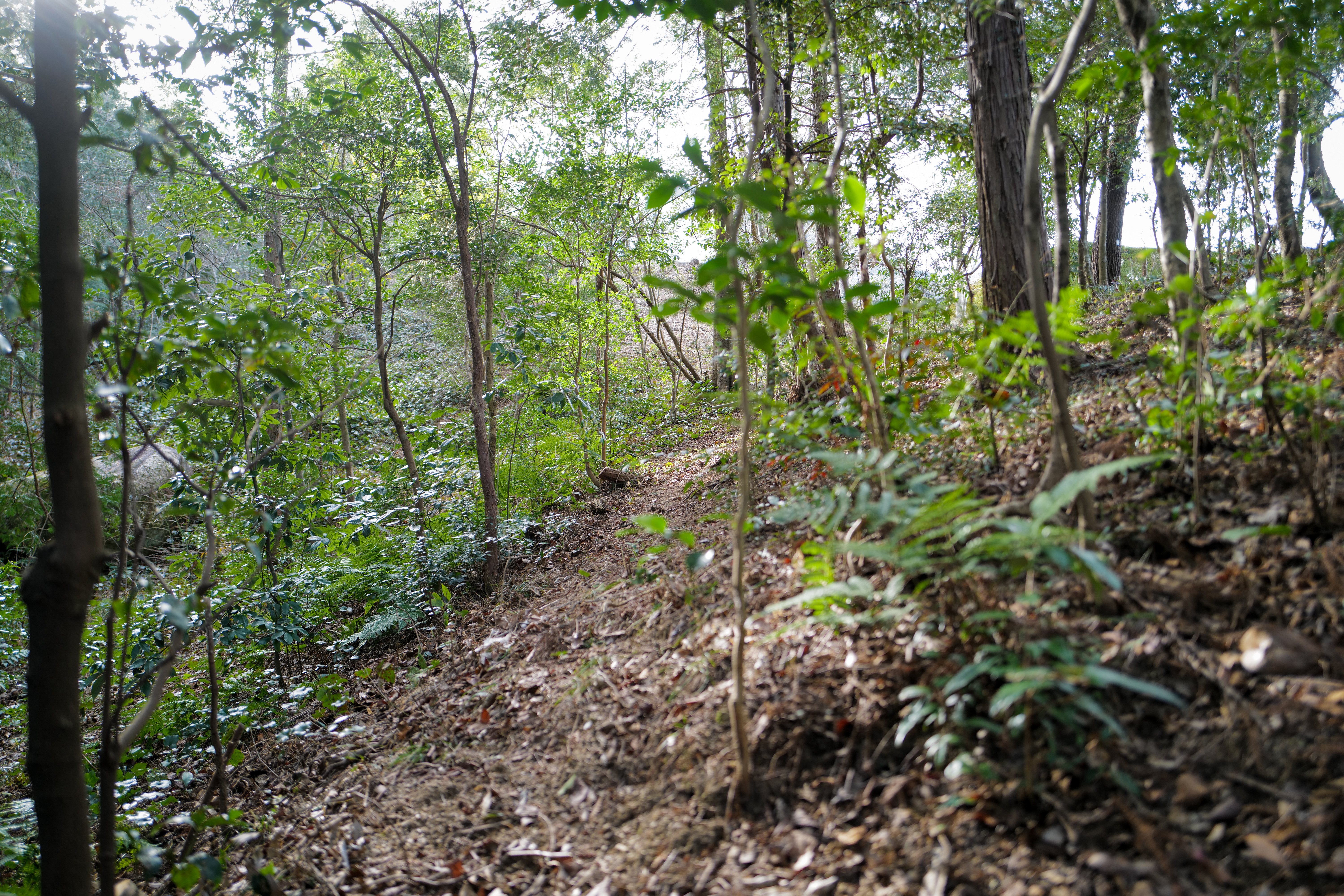 Forest path through managed mixed woodland with cleared understory, Mie Prefecture