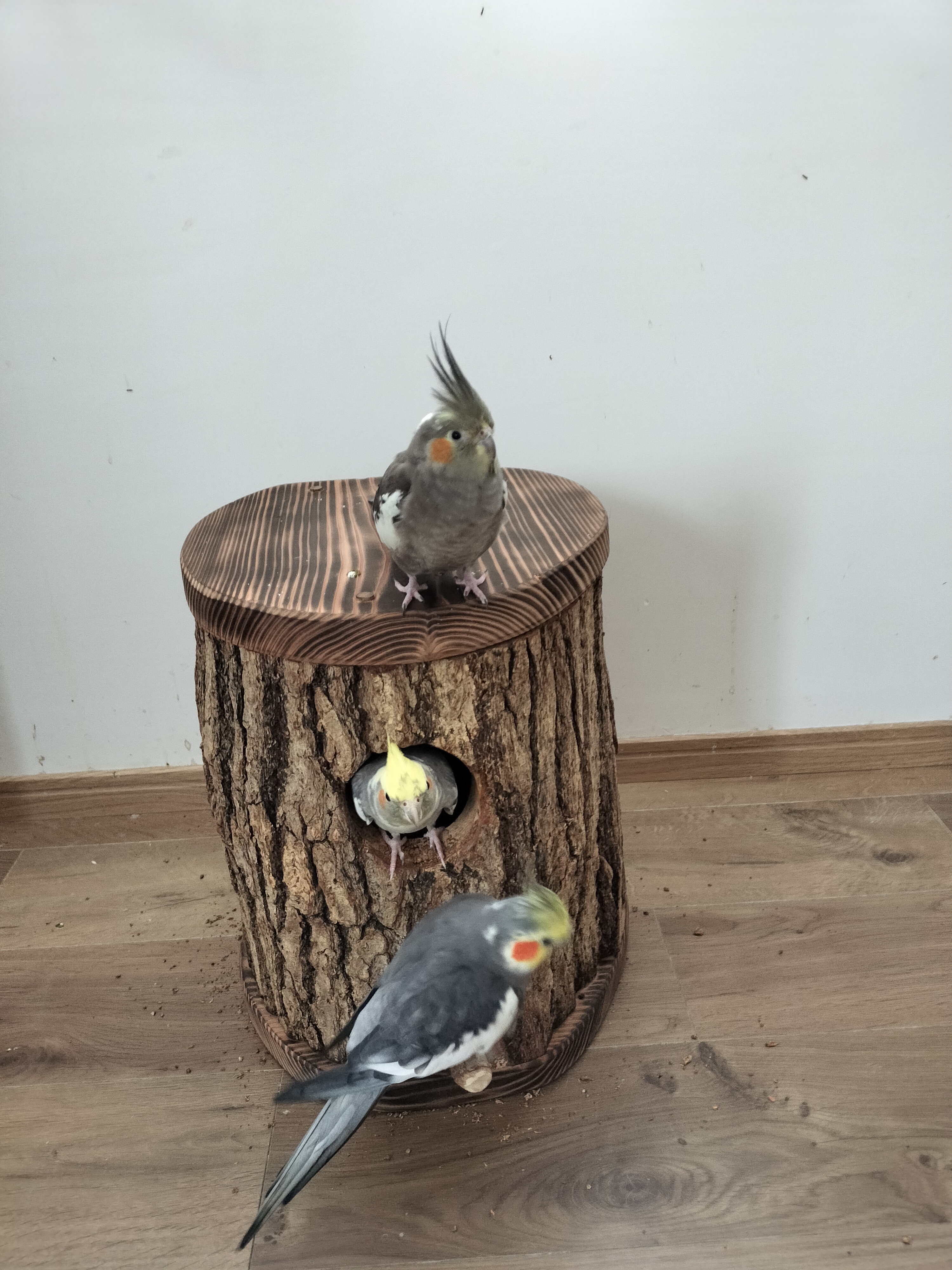 Completed konara oak cockatiel nest box — handmade by Kotorino Shop from felling and pruning timber