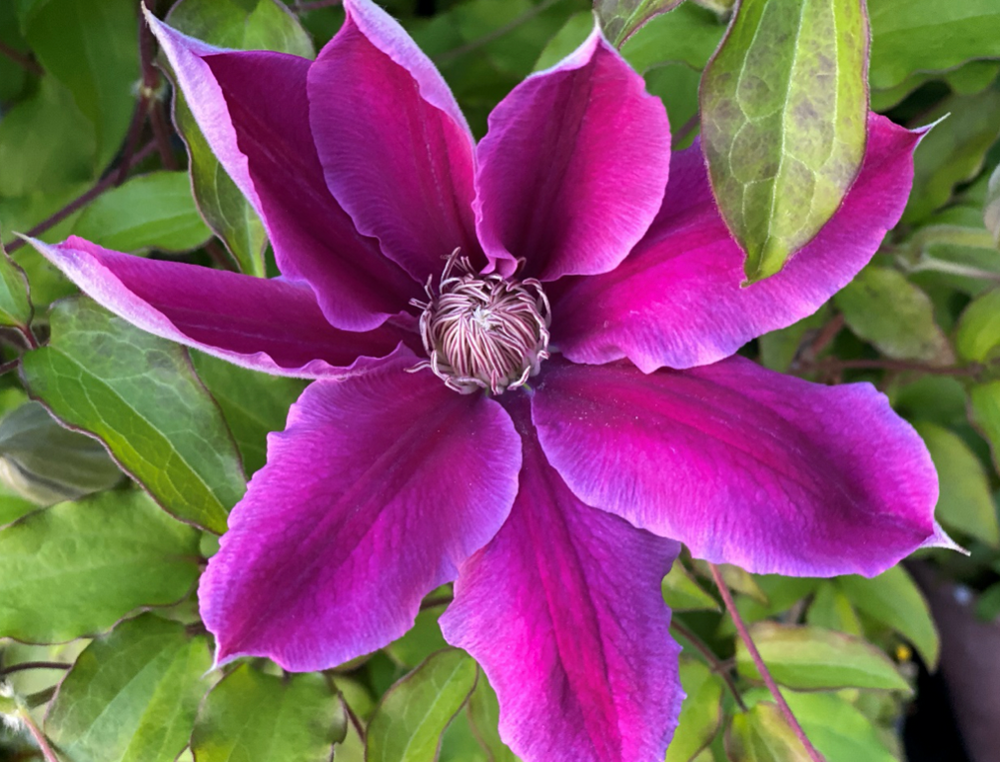 ツル性植物の女王 クレマチス剪定屋空 ツル性植物の女王 クレマチス剪定屋空
