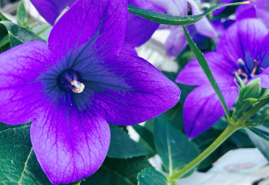 漢方ではウイルスへの有効性に注目。秋の七草「キキョウ」