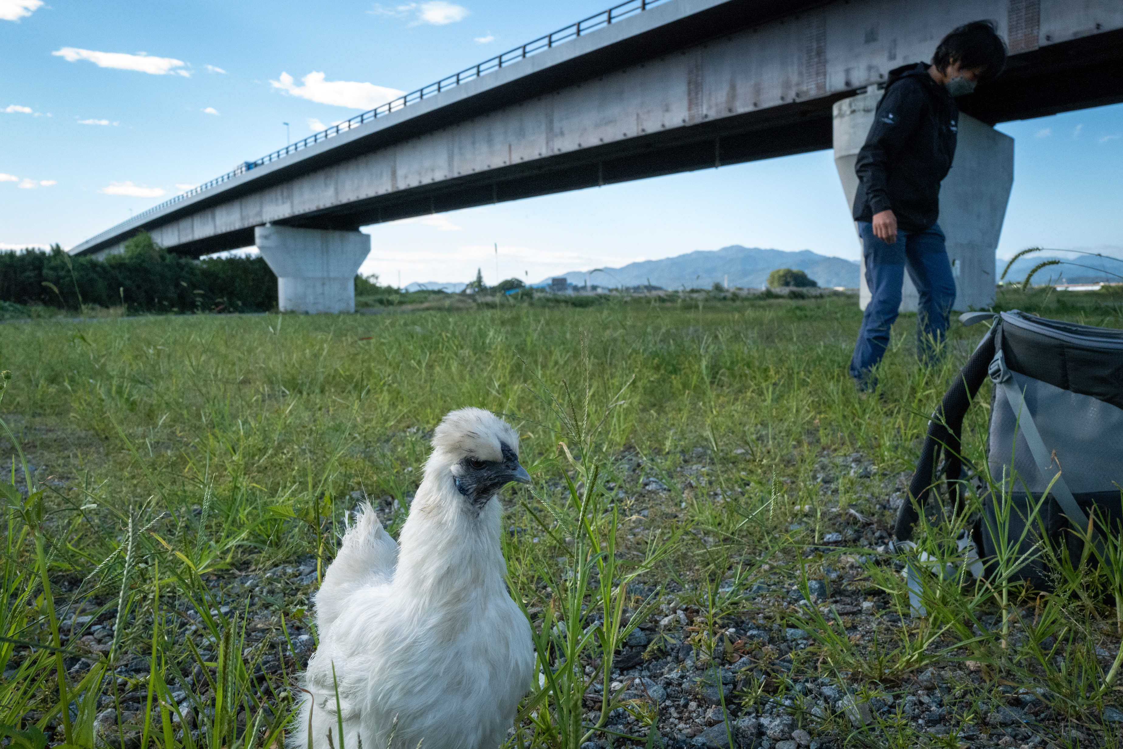 Ukokkei, a Japanese national natural monument chicken breed