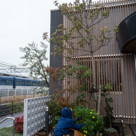 ロドレイアの花にメジロが来る理由―三重川越町でお庭お手入れ