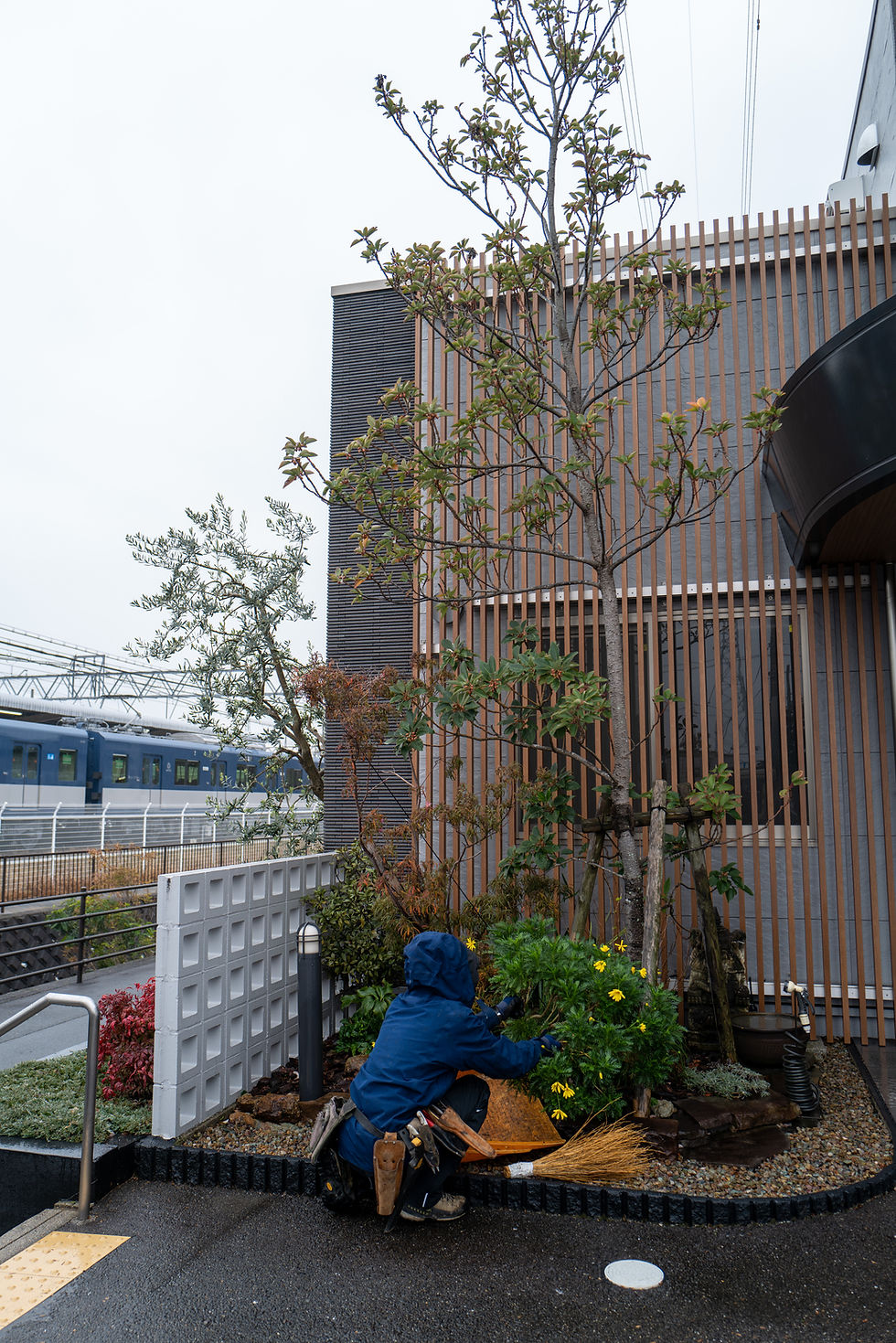 ロドレイアの花にメジロが来る理由―三重川越町でお庭お手入れ