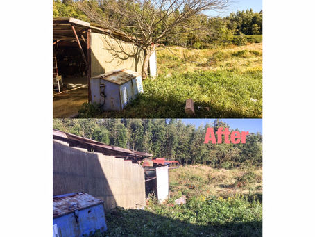 四日市にて桜伐採作業