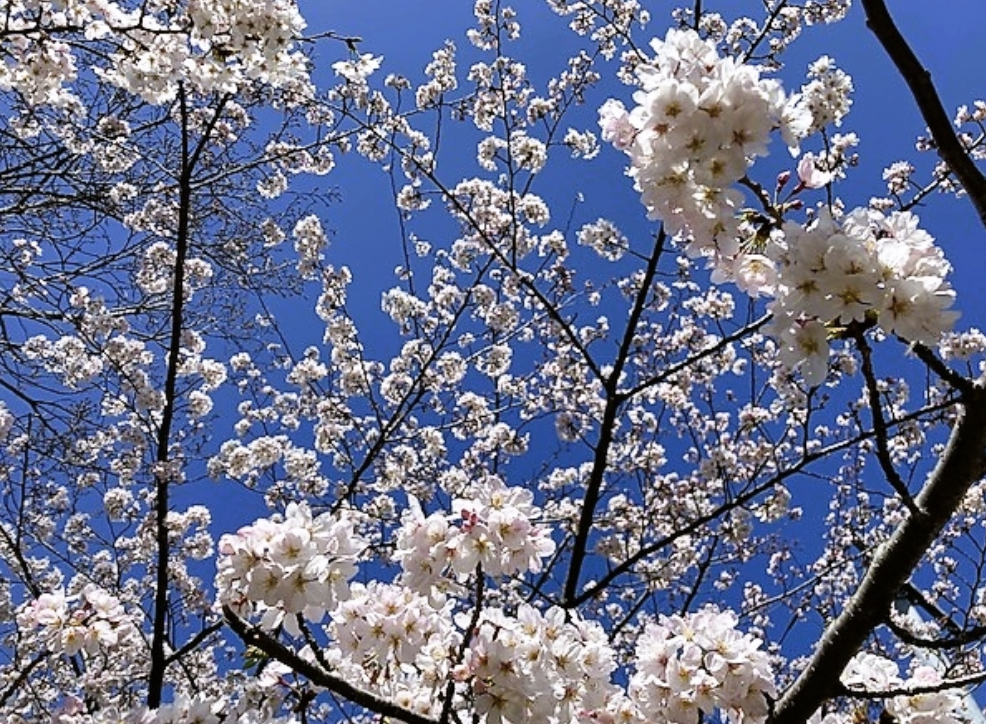Cherry blossom early bloom 2026 Japan, sakura open in mid-March