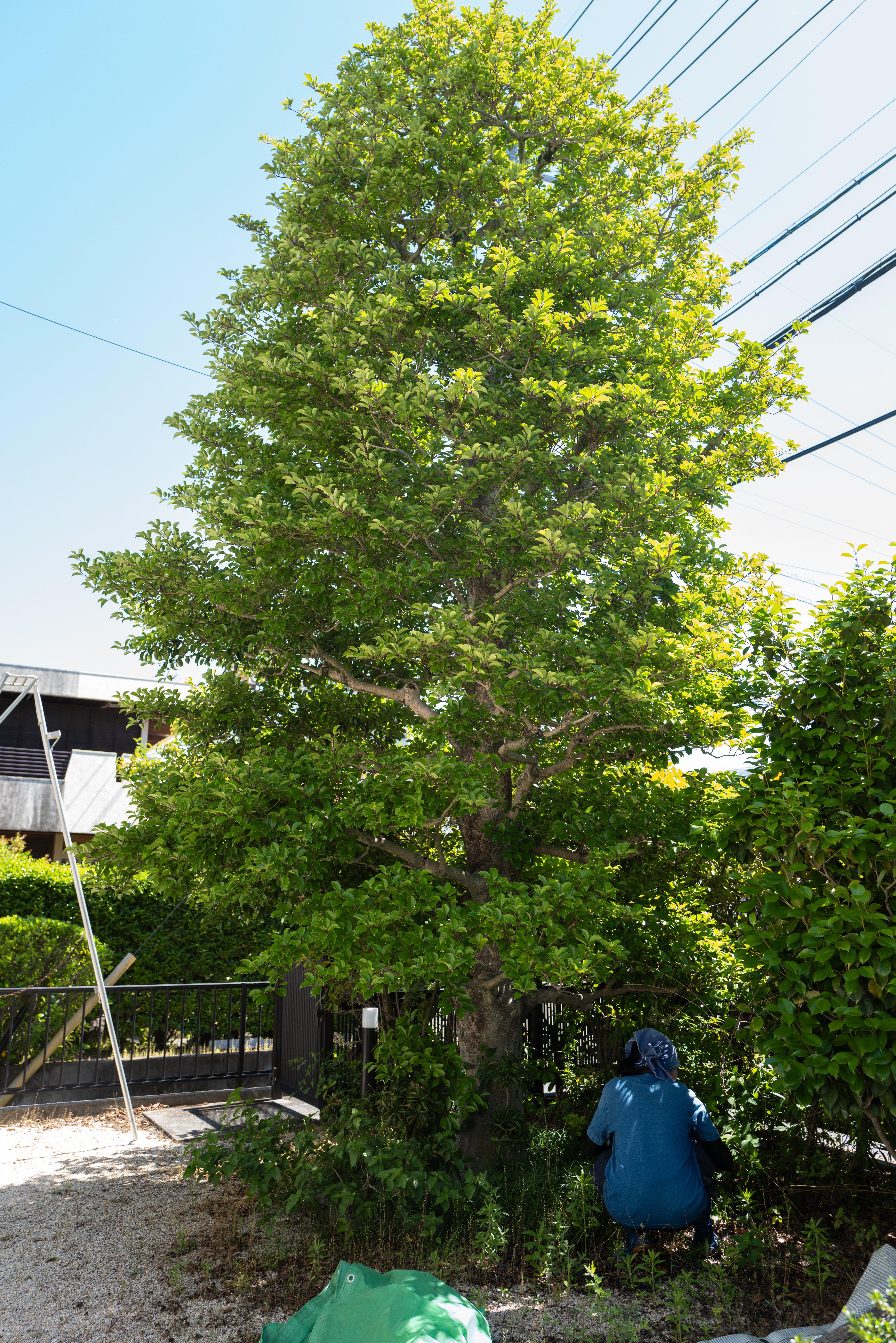四日市市 クロガネモチの梅雨前手入れ 剪定屋空