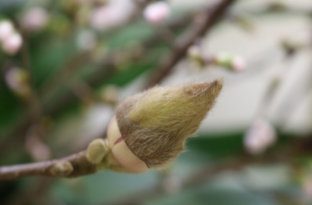 触るとふわふわ 春の訪れを知らせてくれるハクモクレン