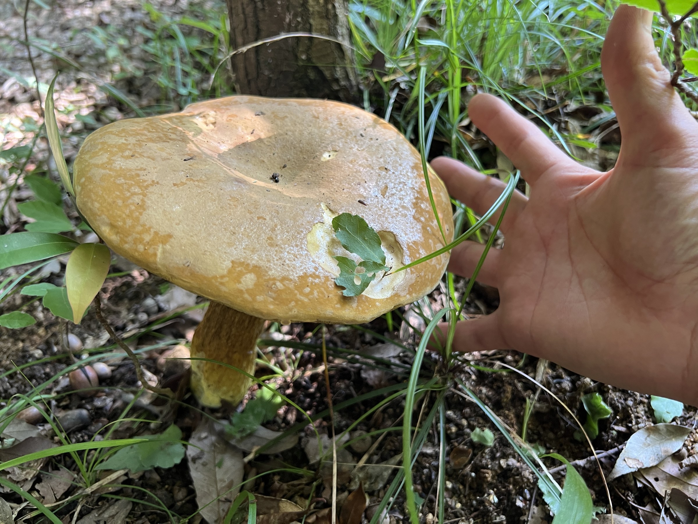 雑木林の林床で見つけたキノコ 三重県菰野町