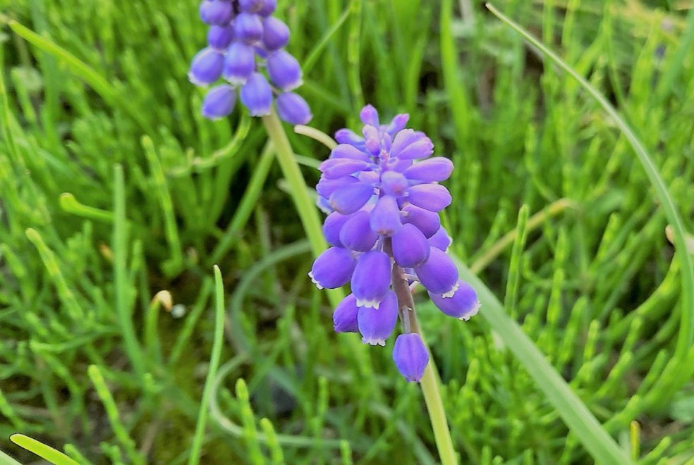 花言葉は悲しみとその先の明るい未来 ブドウのような花 ムスカリ 三重県剪定伐採お庭のお手入れ専門店 剪定屋空
