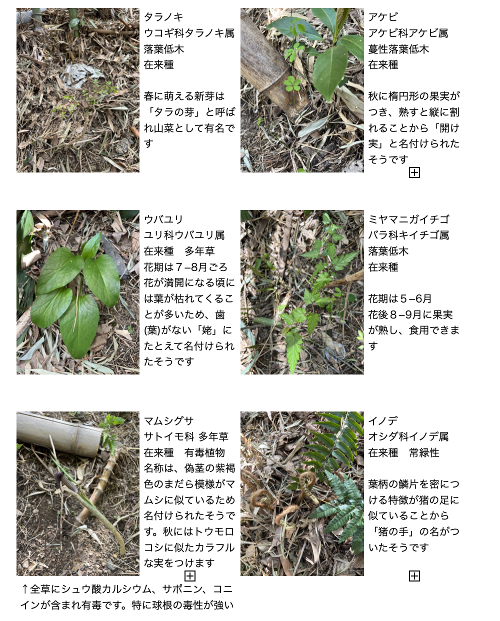 Native plant species observed in Hōin-ji bamboo forest, including Aralia, Cardiocrinum, Rubus, Arisaema, and evergreen fern Polystichum