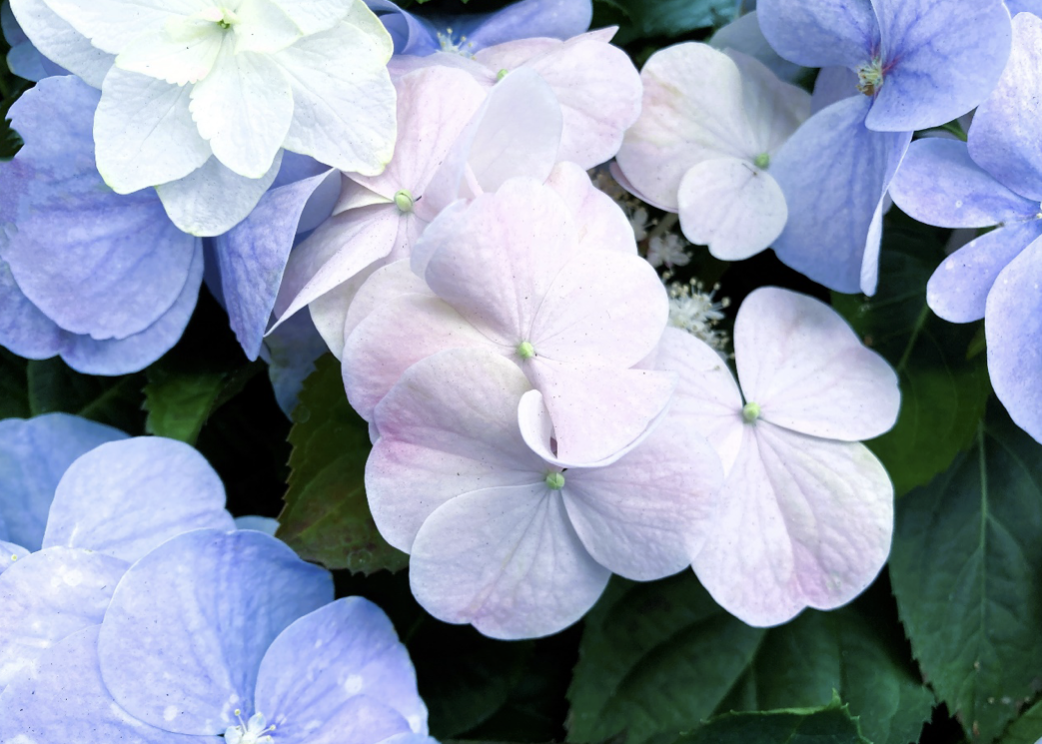 梅雨時期に人気の紫陽花。かつては縁起の悪い花だった? アジサイ