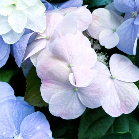 梅雨時期に人気の紫陽花。かつては縁起の悪い花だった？　アジサイ