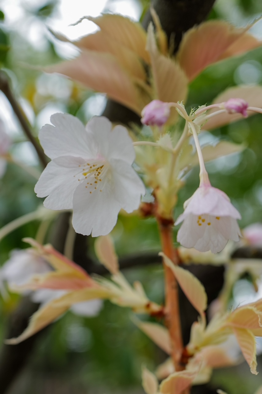 Albino sucker shoot from Oshima cherry tree with flowers, rare botanical observation Mie Prefecture