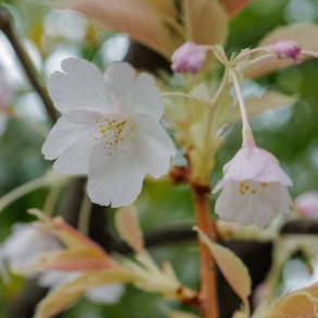 アルビノのひこばえ桜に花が咲いた！？オオシマザクラの記録