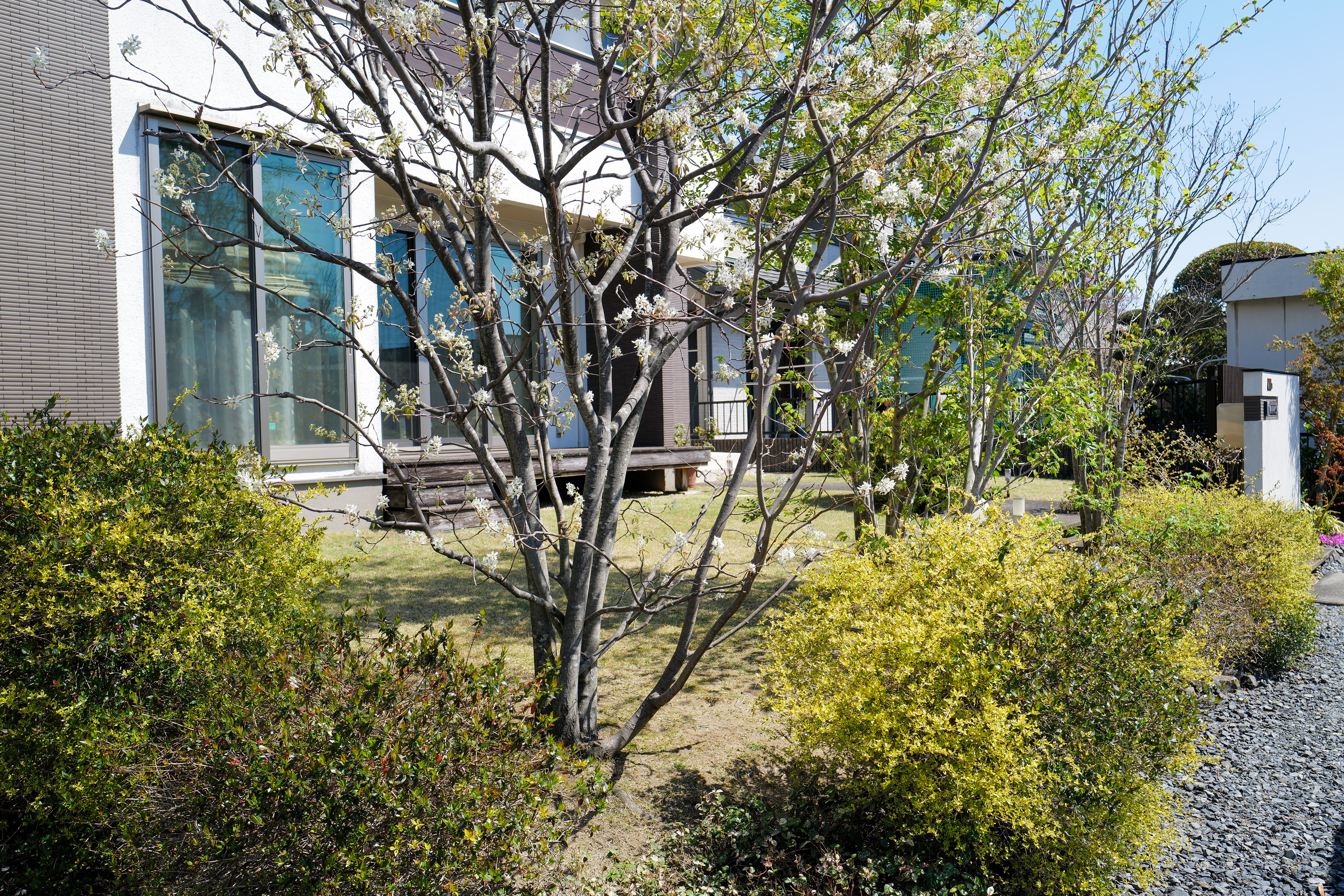 Spring Lawn Mowing and Maple Seedlings — Notes from Komono, Mie Prefecture
