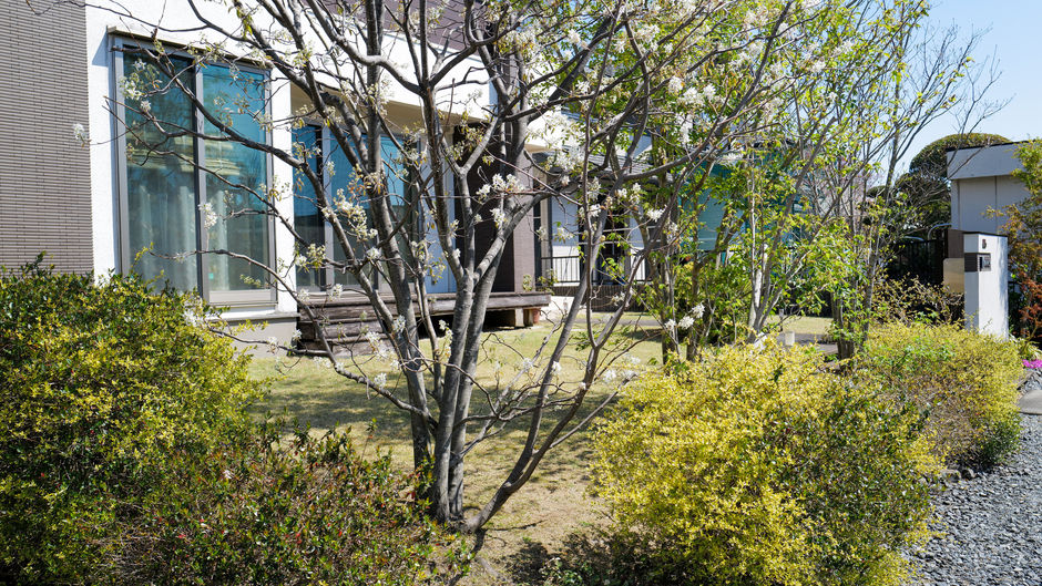 Spring Lawn Mowing and Maple Seedlings — Notes from Komono, Mie Prefecture