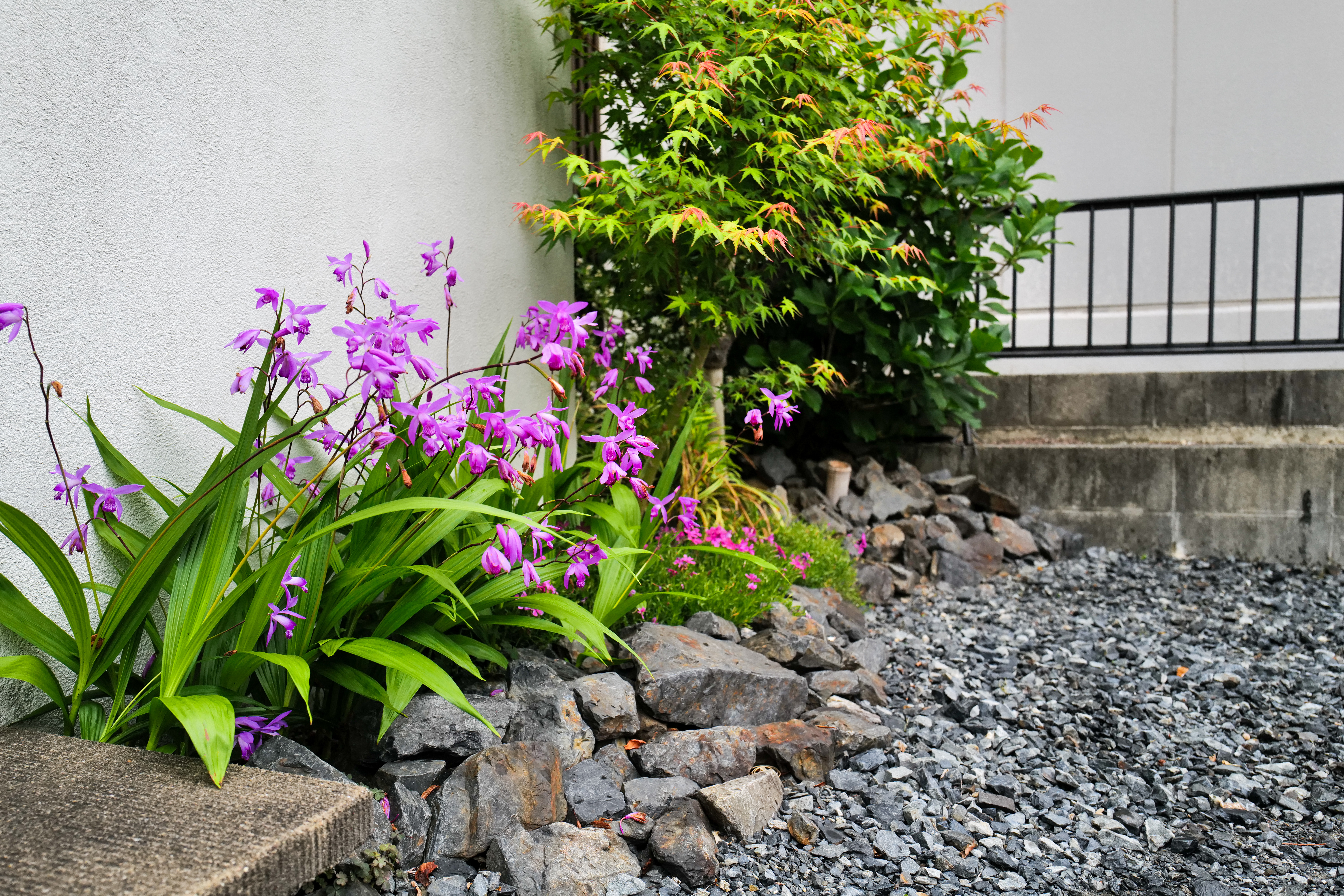 菰野町 シラン 紫の花 花壇 剪定屋空