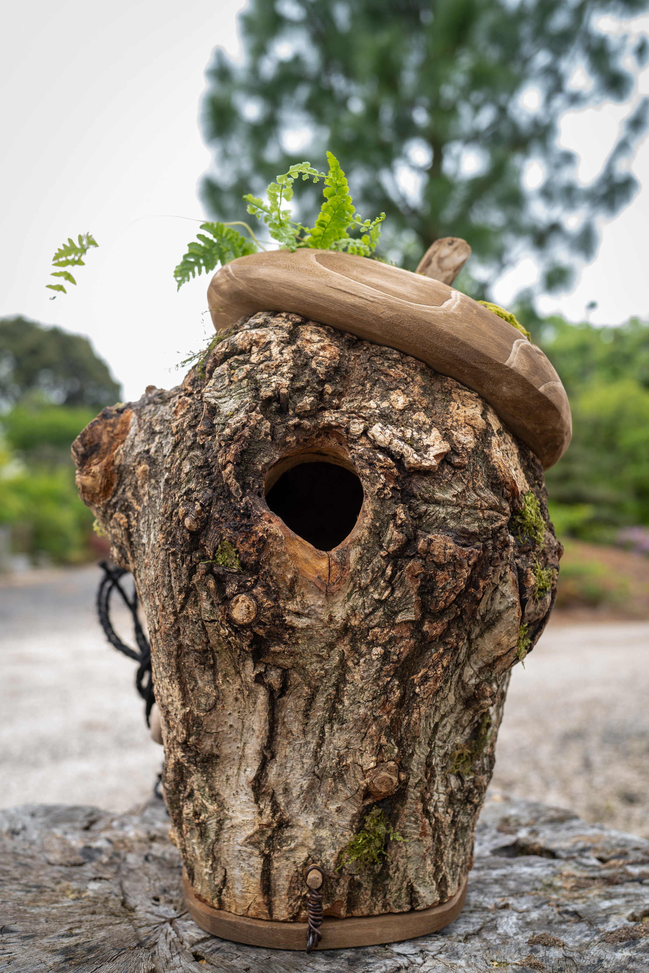 Handcrafted acorn cap–shaped wooden nest box made from pruned trees, designed for wild birds such as Great Tits