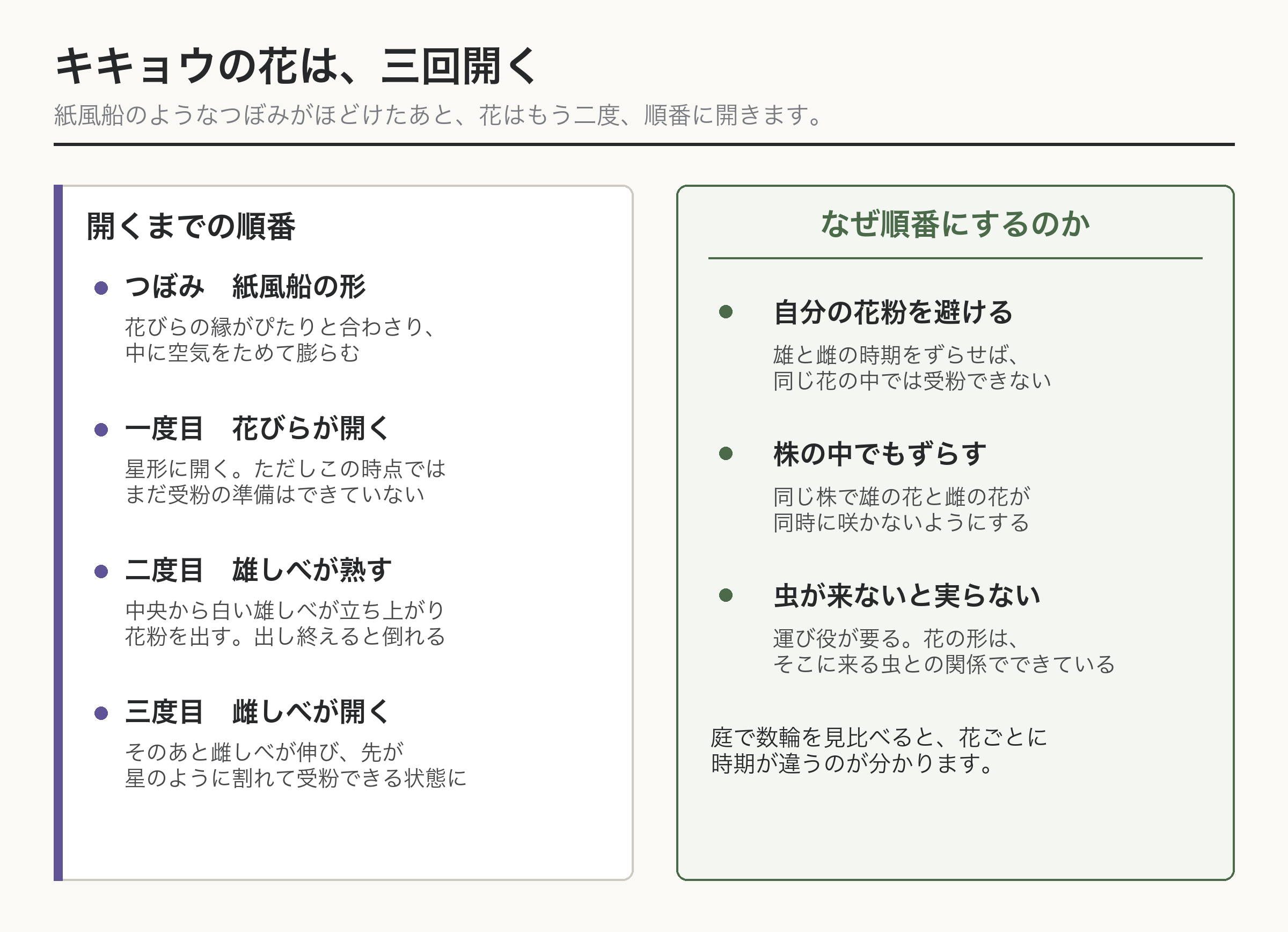 キキョウ 開花 三段階 雄性先熟 図解
