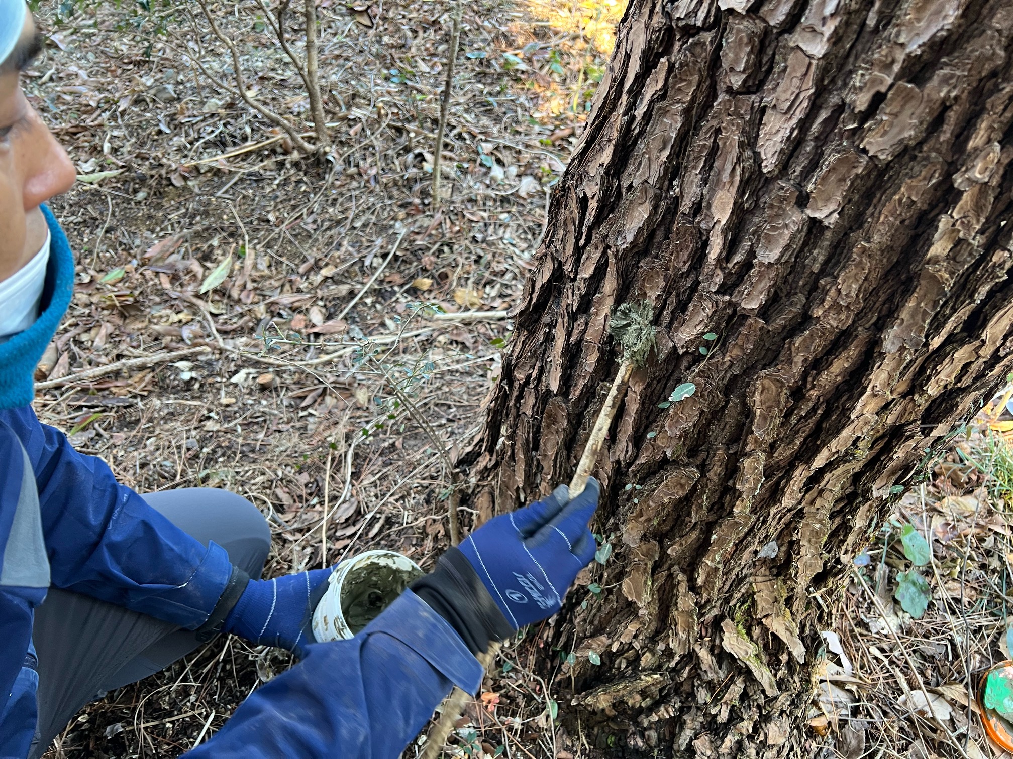 Pine weevil damage control in Komono-cho, Mie Prefecture (Injecting chemicals in — Sentei-ya Sora, Mie Prefecture