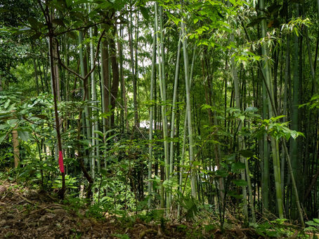 Life Returns to Bamboo Soil: What We Found Inside a Brushwood Terrace
