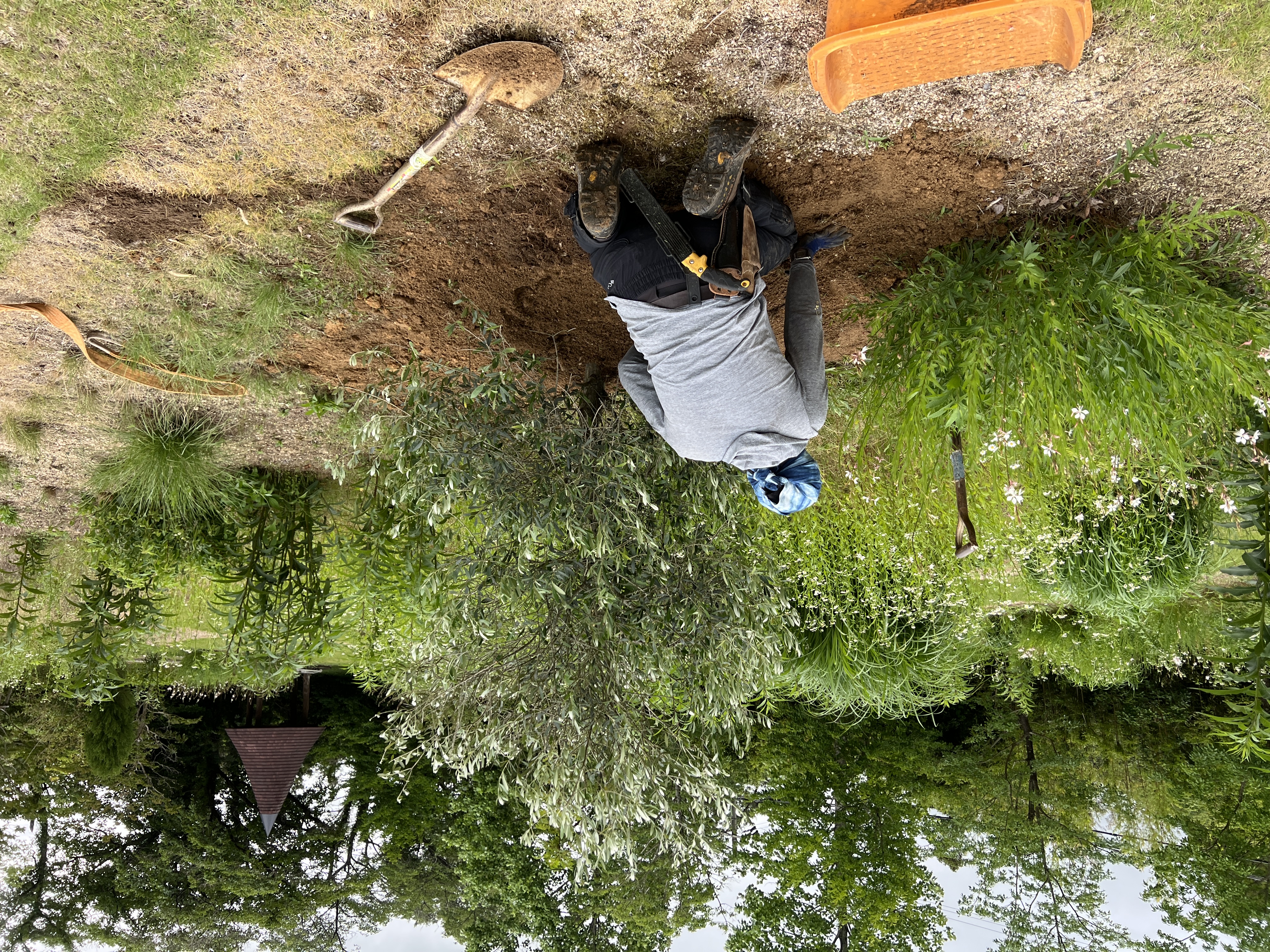 オリーブの仮植作業
