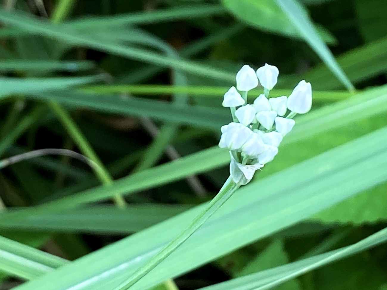 ニラ スイセン 誤食 有毒植物 見分け方