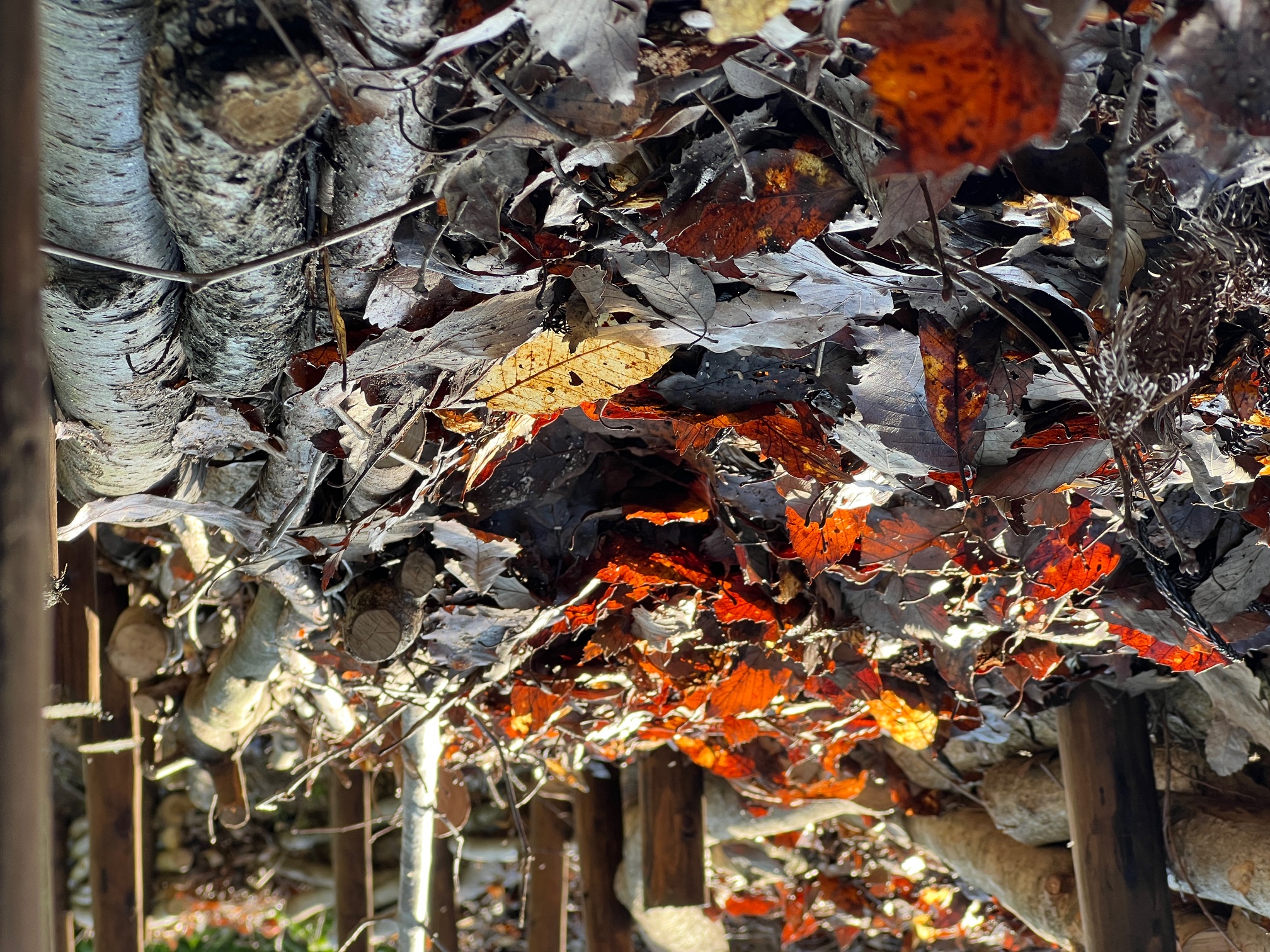 Filling behind the shigara wall with layered fallen leaves and branch material — 120kg of oak leaf mulch