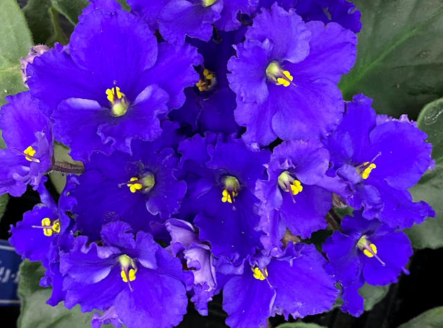 室内花の女王 セントポーリア三重県剪定伐採お庭のお手入れ専門店 剪定屋空