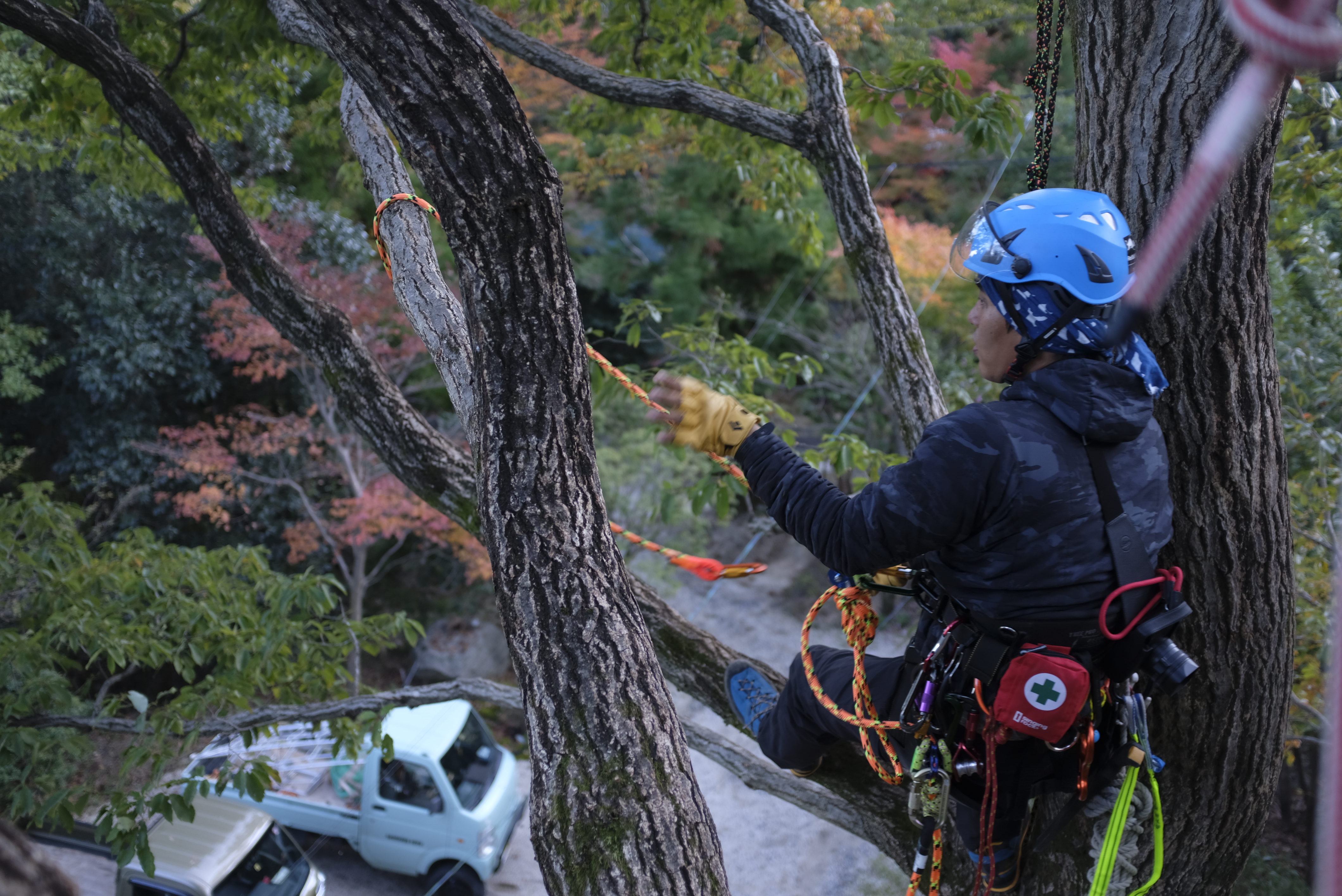 Pruning and tree felling specialist in Mie Prefecture — Sentei-ya Sora