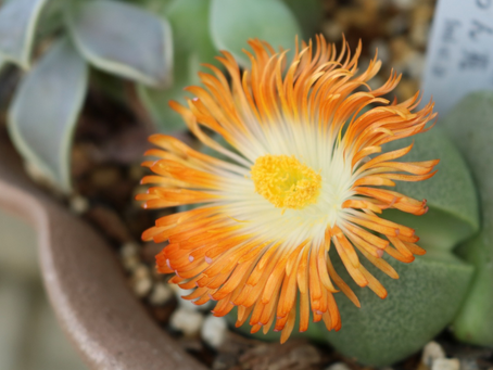 こんな花が咲くなんて!ころころかわいく脱皮する多肉植物リトープス