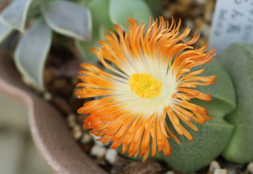 こんな花が咲くなんて ころころかわいく脱皮する多肉植物リトープス