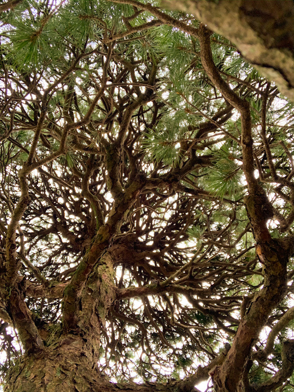 ゴヨウマツ(五葉松、Pinus parviflora)