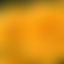 花言葉は「夏の想い出」。暑さも荒れ地も平気?ワイルドフラワー・コレオプシス