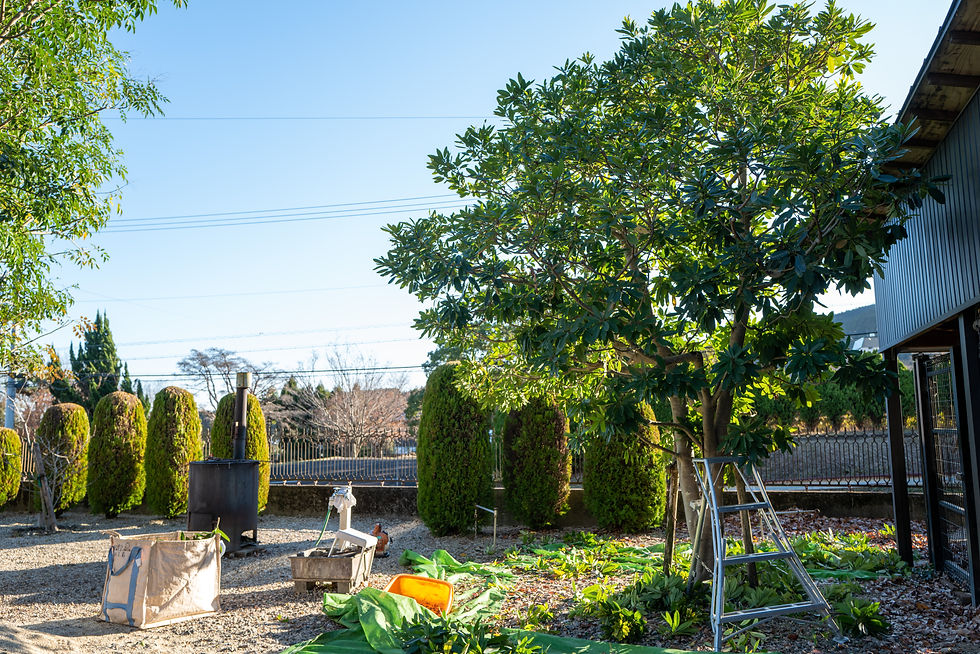 ユズリハの剪定