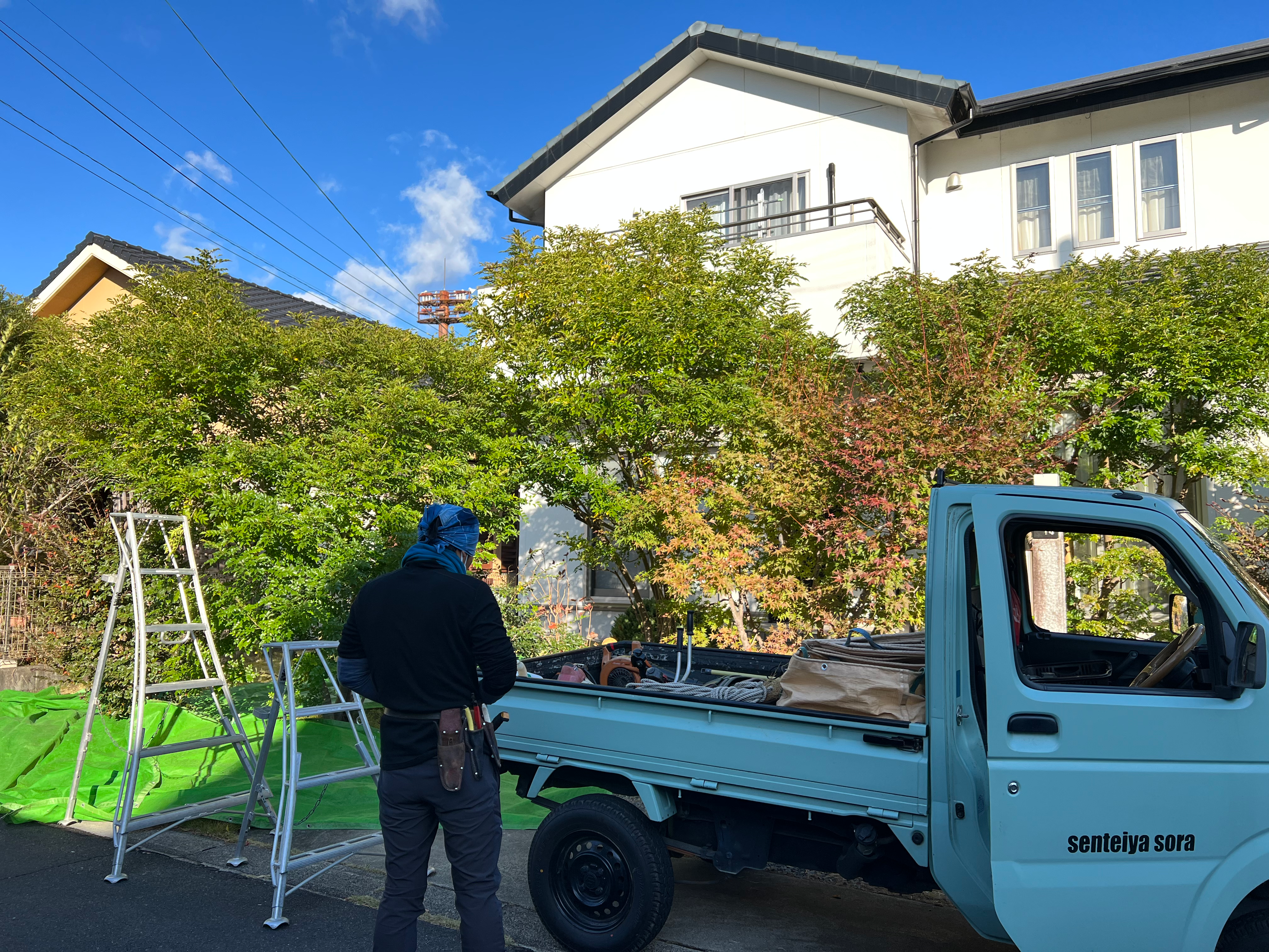 We have been asked to manage a garden with a healthy growth of shimato ash.