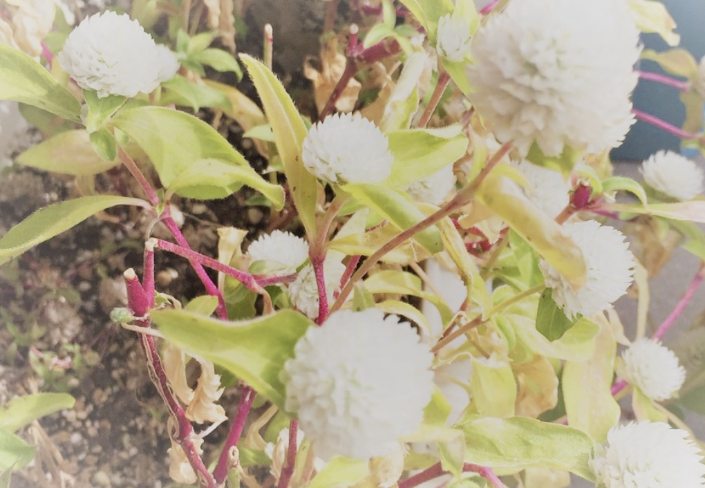 Gomphrena (globe amaranth), a relative in the same family as the invasive alligator weed