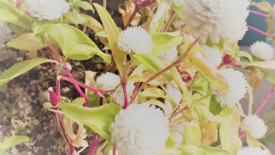 The Invasive Plant Called One of the Worst on Earth — Alligator Weed's Spread Through Japan
