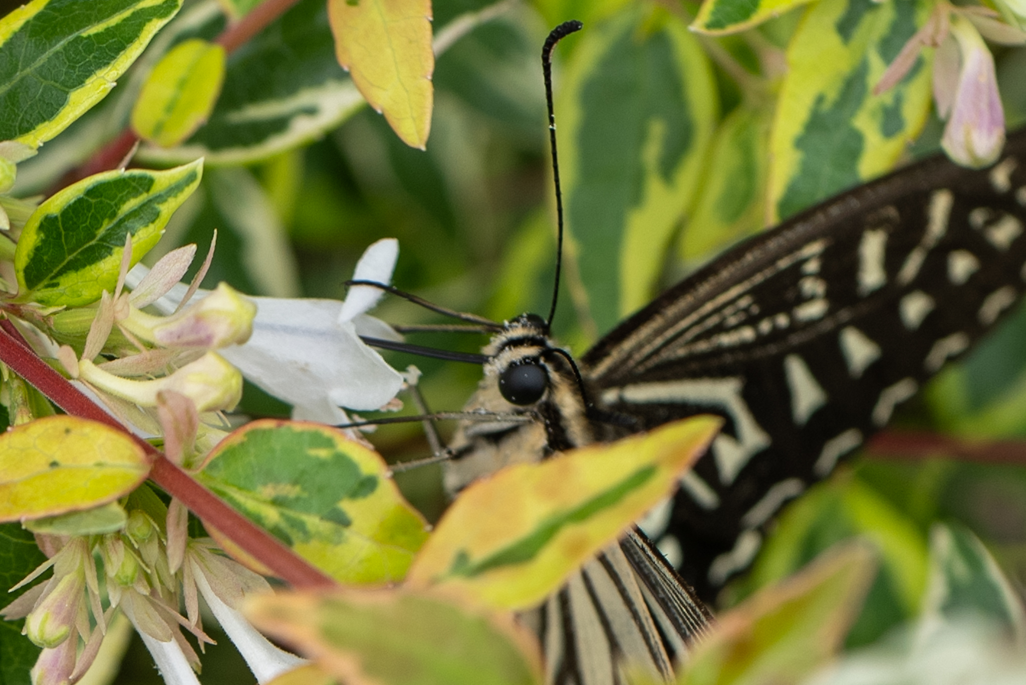 アベリアの花で蜜を吸うナミアゲハ