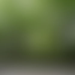 四日市市 尾上別荘庭園 春の清掃・軽剪定・石畳補修