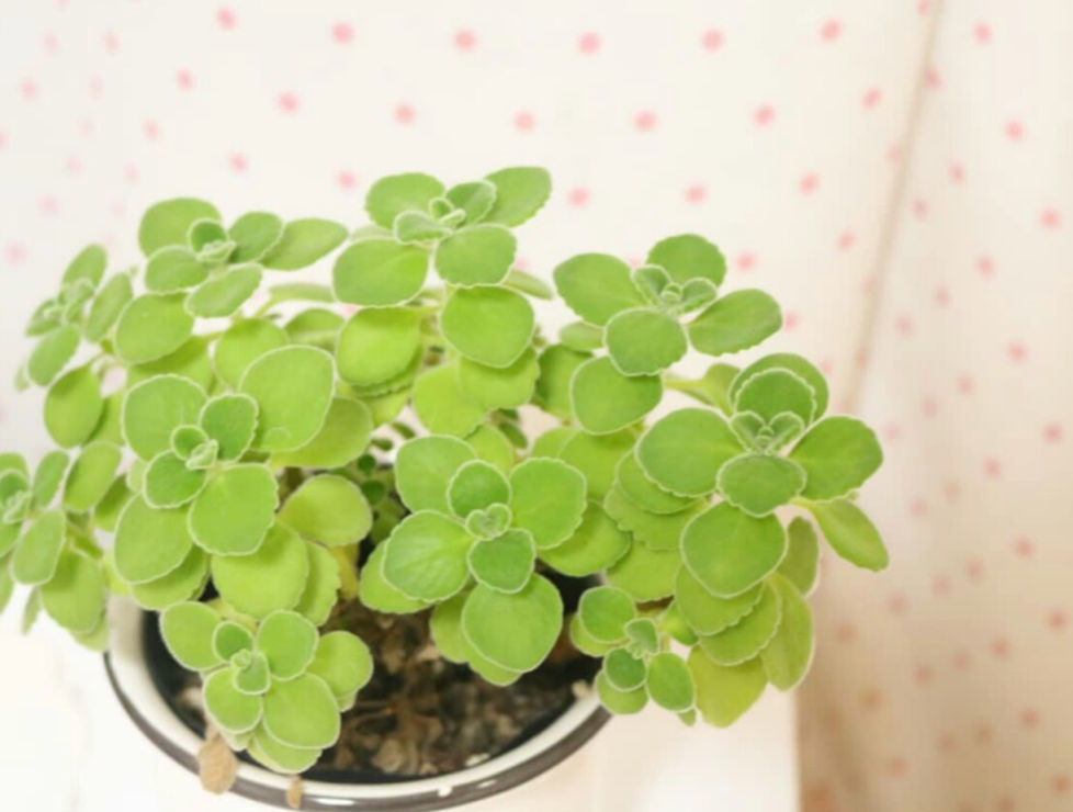 ハーブと多肉植物のいいとこどり アロマティカス ハーブと多肉植物のいいとこどり アロマティカス