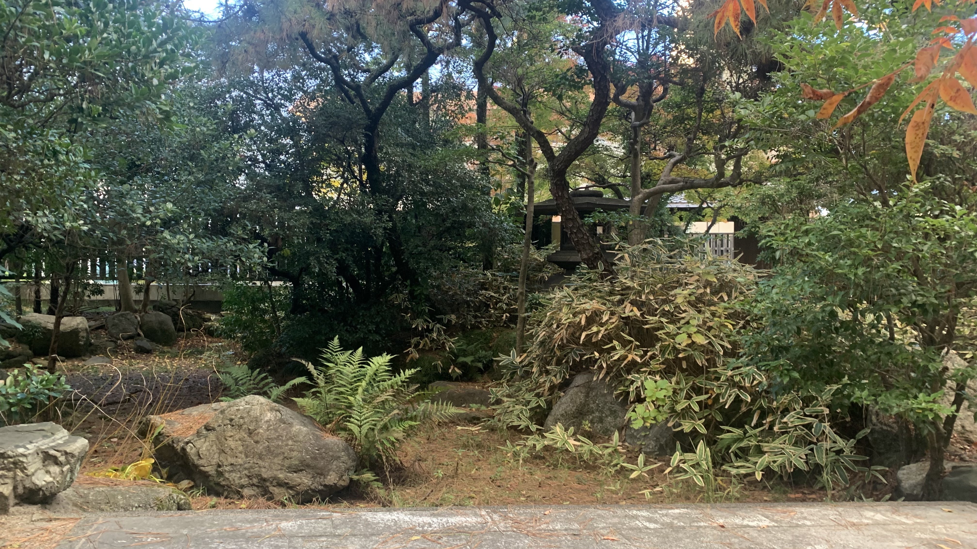 尾上別荘日本庭園 管理前の秋の様子
