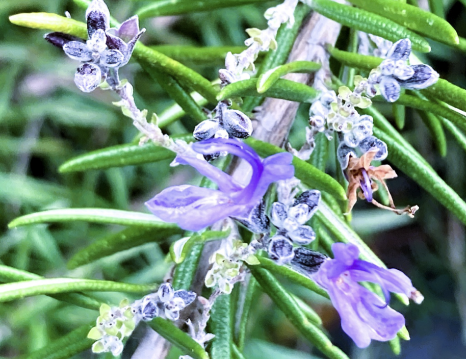 Rosemary for Blood Circulation and Digestion — Japan's Winter Herb for a Tired B