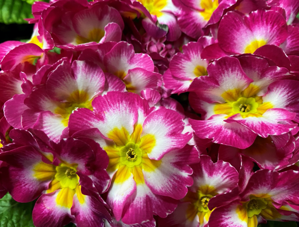 ポップでキュートな絵に描いたような花プリムラジュリアン Static Wixstatic Com Media B9f5 Af1f6a46a3d84b1ab3eda36d Mv2 Png V1 Fit W 1000 2ch 766 2cal C File Png21 02 25t02 57 14 587z